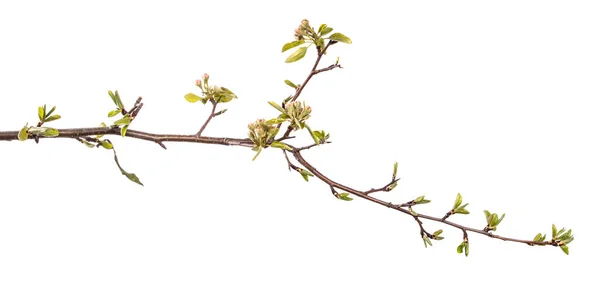 Pear Tree Branch Young Green Leaves Blooming Flowers Isolated White — Stock Photo, Image
