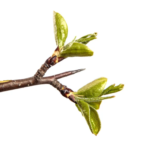 Pear Tree Branch Young Green Leaves Isolated White Background — Stock Photo, Image