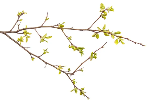 白を基調とした若い緑の葉を持つ梨の木の枝 — ストック写真