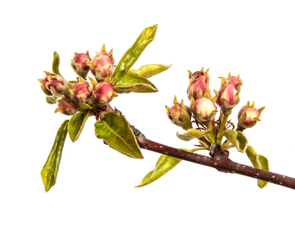 Körtefa Fiatal Zöld Levelek Virágzó Virágok Elszigetelt Fehér Háttér — Stock Fotó
