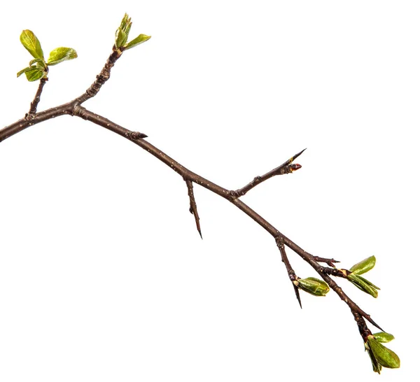 梨树分枝 绿叶幼小 背景为白色 — 图库照片