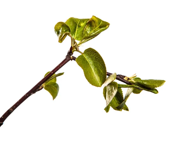 Gruszka Drzewo Gałąź Młody Zielony Liść Odizolowany Biały Tło — Zdjęcie stockowe