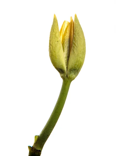 白い背景に孤立した緑の吹かれないチューリップの芽 — ストック写真