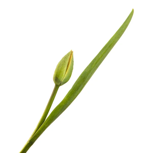 Grüne Ungeblasene Tulpenknospe Isoliert Auf Weißem Hintergrund — Stockfoto