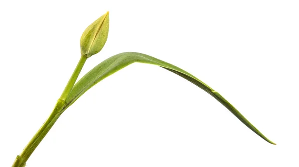 Brote Tulipán Verde Sin Soplar Aislado Sobre Fondo Blanco —  Fotos de Stock