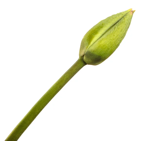Grüne Ungeblasene Tulpenknospe Isoliert Auf Weißem Hintergrund — Stockfoto