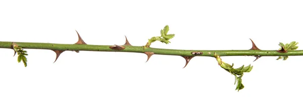 Rosehip Branch Thorns Isolated White Background — Stock Photo, Image