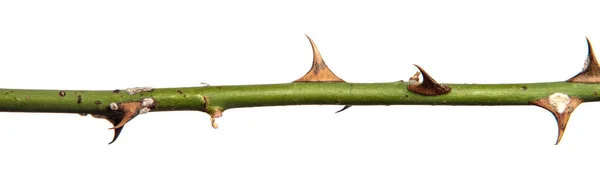 Rosehip Branch Thorns Isolated White Background — Stock Photo, Image