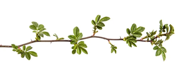 Hagebuttenzweig Mit Dornen Auf Weißem Hintergrund — Stockfoto