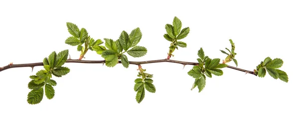 Rameau Cynorrhodon Avec Épines Isolées Sur Fond Blanc — Photo