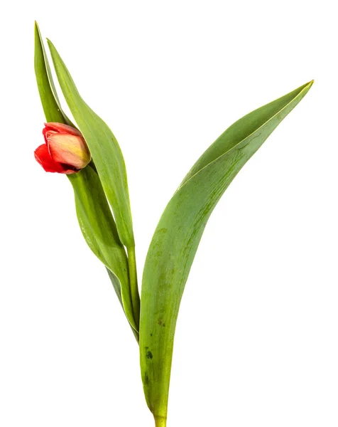 Rode Tulpenbloem Een Stengel Met Bladeren Geïsoleerd Witte Achtergrond — Stockfoto