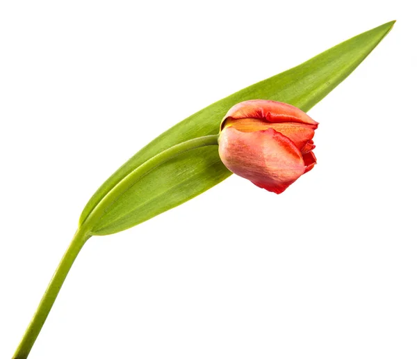Červený Tulipán Stonku Listy Izolované Bílém Pozadí — Stock fotografie