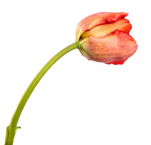 Fiore Tulipano Rosso Gambo Vicino Isolato Sfondo Bianco — Foto Stock