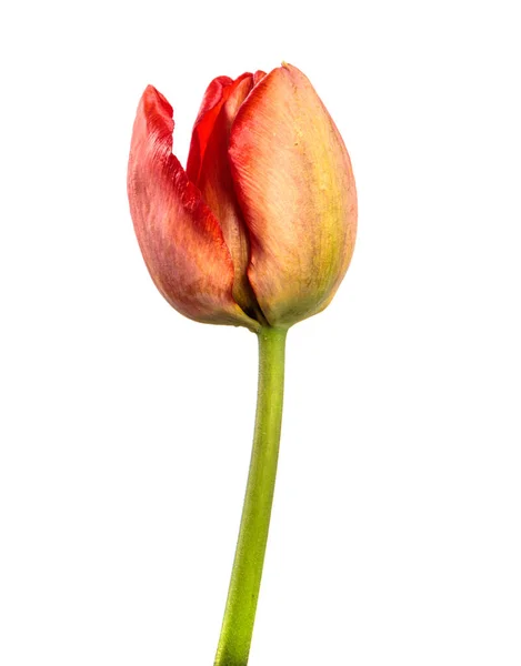 Fiore Tulipano Rosso Gambo Vicino Isolato Sfondo Bianco — Foto Stock