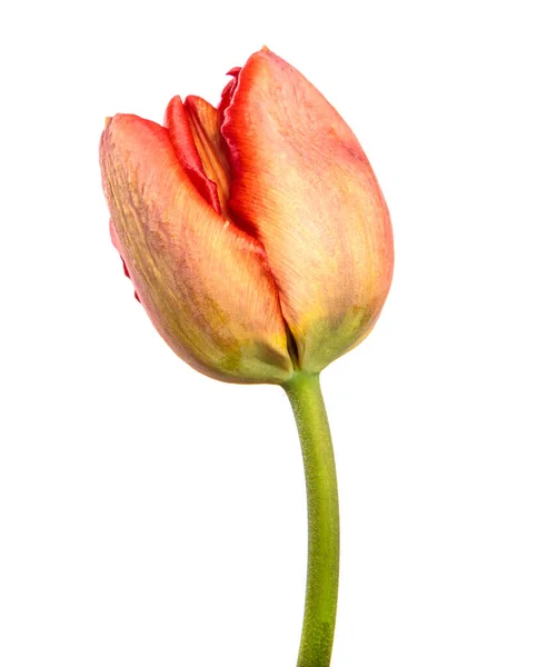Κόκκινο Λουλούδι Τουλίπας Ένα Κοτσάνι Από Κοντά Απομονωμένο Λευκό Φόντο — Φωτογραφία Αρχείου