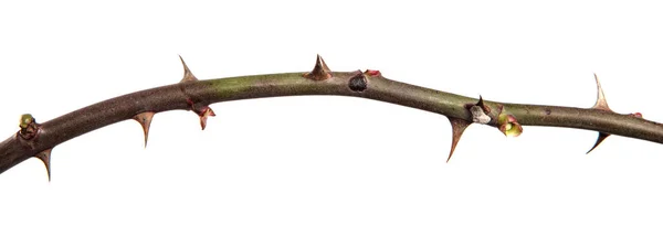 Rosehip Branch Thorns Isolated White Background — Stock Photo, Image