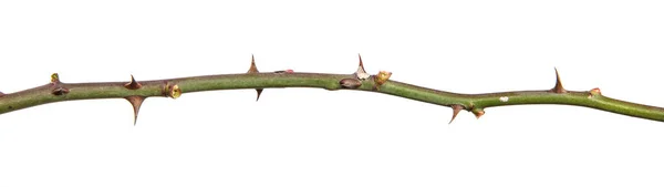 具有刺的蔷薇枝 在白色背景上被隔离 — 图库照片