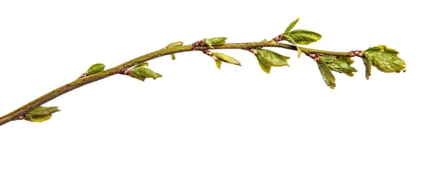 Tree Branch Small Green Leaves Isolated White Background — Stock Photo, Image