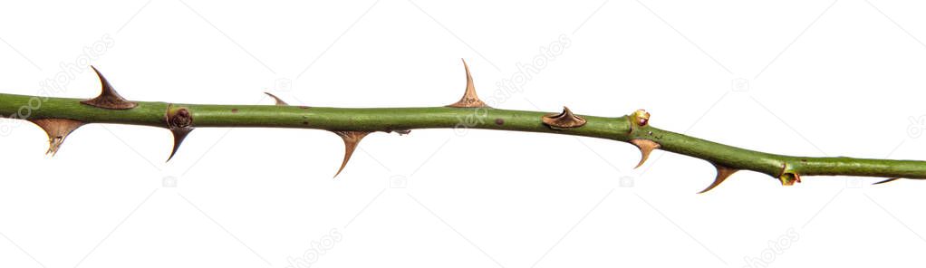 rosehip branch with thorns isolated on a white background