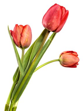 Yapraklı bir sapta kırmızı lale çiçeği. beyaz arkaplanda izole