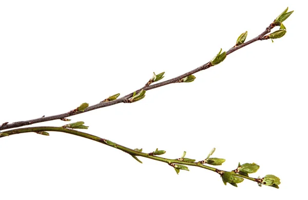 Strom Větev Malými Zelenými Listy Izolované Bílém Pozadí — Stock fotografie