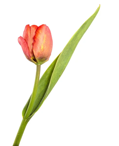 Червона Квітка Тюльпанів Стеблі Листям Ізольовані Білому Фоні — стокове фото