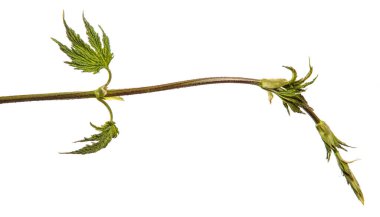 Zıpzıp yeşili. beyaz arkaplan