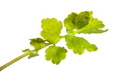 yeşil çelenk filizi. beyaz arkaplan