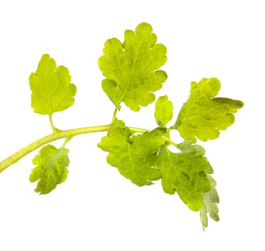 yeşil çelenk filizi. beyaz arkaplan