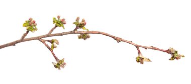 Elma ağacının çiçek açan dalında çiçekler ve yapraklar. beyaz arkaplan