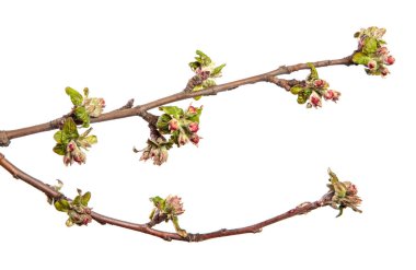 Elma ağacının çiçek açan dalında çiçekler ve yapraklar. beyaz arkaplan