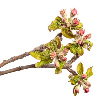 Elma ağacının çiçek açan dalında çiçekler ve yapraklar. beyaz arkaplan