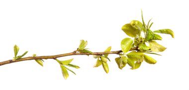 Küçük yeşil yapraklı armut ağacı dalı. beyaz arkaplan