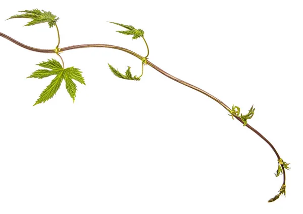 Green Sprout Hops White Background — Stock Photo, Image