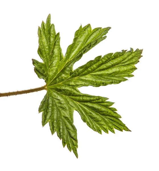 Brote Verde Lúpulo Sobre Fondo Blanco — Foto de Stock