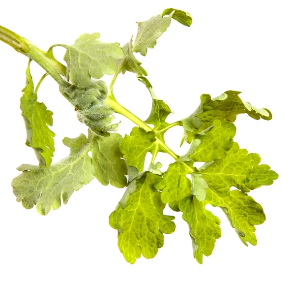 Germoglio Verde Celidonia Sfondo Bianco — Foto Stock