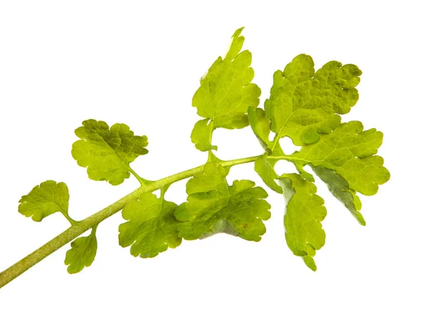 Germoglio Verde Celidonia Sfondo Bianco — Foto Stock