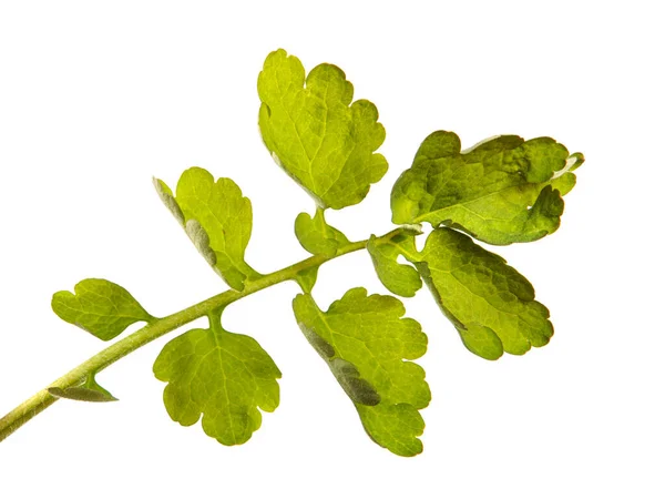 Broto Verde Celandina Sobre Fundo Branco — Fotografia de Stock