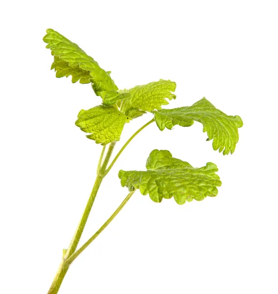 Junger Grüner Trieb Mit Blättern Auf Weißem Hintergrund — Stockfoto