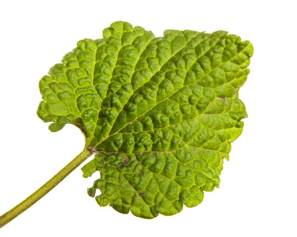 Junger Grüner Trieb Mit Blättern Auf Weißem Hintergrund — Stockfoto