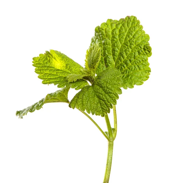 Young Green Shoot Leaves White Background — Stock Photo, Image