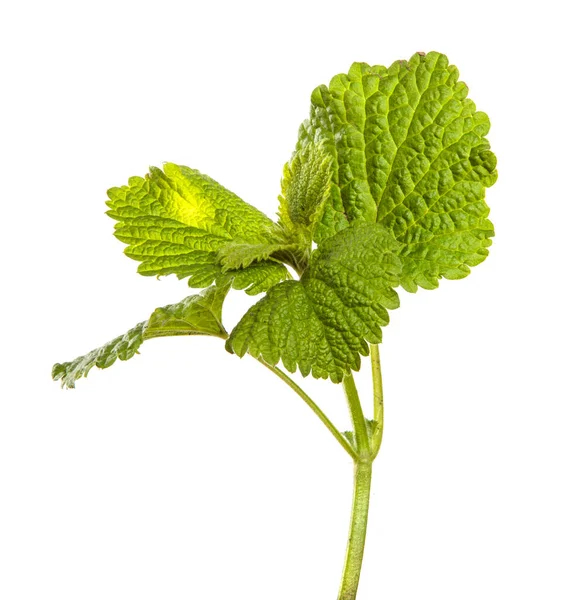 Jeune Pousse Verte Avec Des Feuilles Sur Fond Blanc — Photo