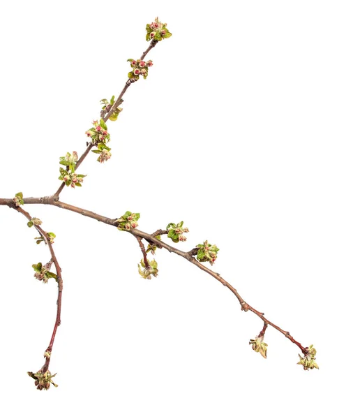 Blommande Gren Äppelträd Med Blommor Och Blad Vit Bakgrund — Stockfoto
