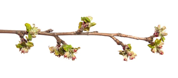 Branche Florale Pommier Avec Des Fleurs Des Feuilles Sur Fond — Photo