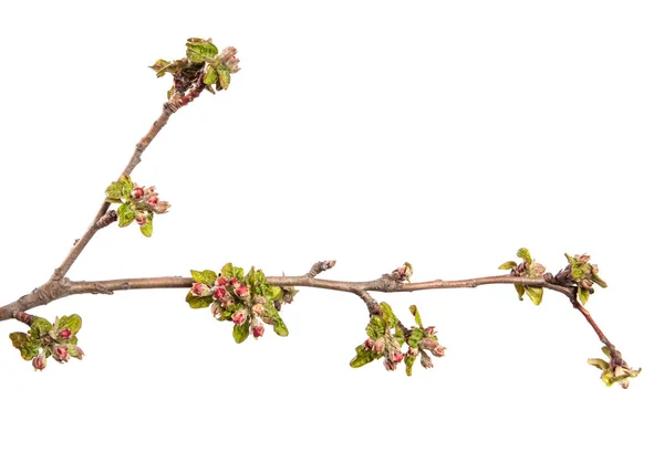 Цветущая Ветвь Яблони Цветами Листьями Белом Фоне — стоковое фото