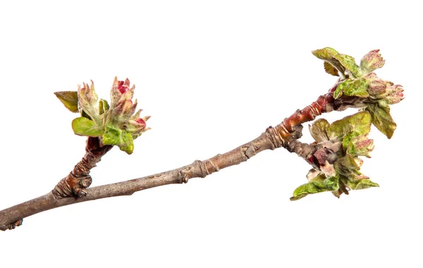 Flowering Branch Apple Tree Flowers Leaves White Background — Stock Photo, Image