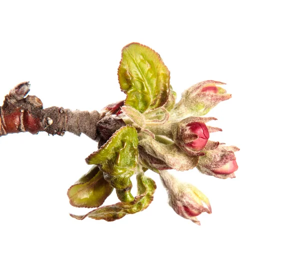 Bloeiende Tak Van Appelboom Met Bloemen Bladeren Witte Achtergrond — Stockfoto