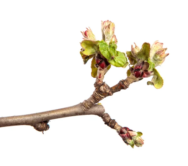 Flowering Branch Apple Tree Flowers Leaves White Background — Stock Photo, Image