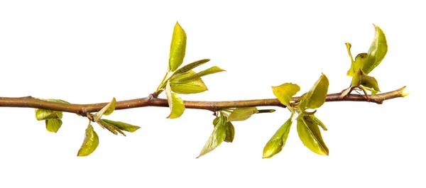 小さな緑の葉を持つ梨の木の枝 白い背景で — ストック写真