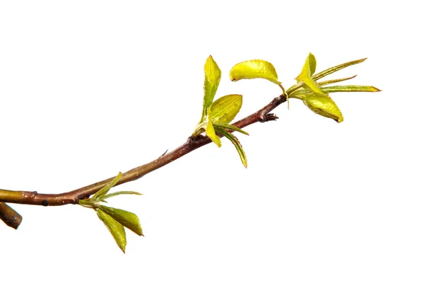 Peer Boomtak Met Kleine Groene Bladeren Witte Achtergrond — Stockfoto